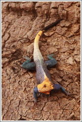 Agama lizard.