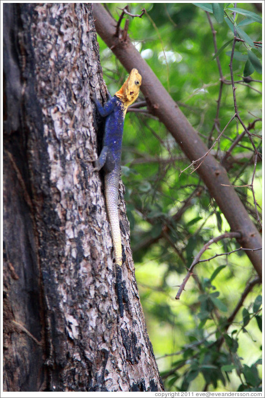 Agama Lizard.