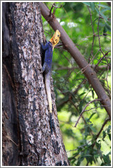 Agama Lizard.