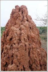 Large ant hill.