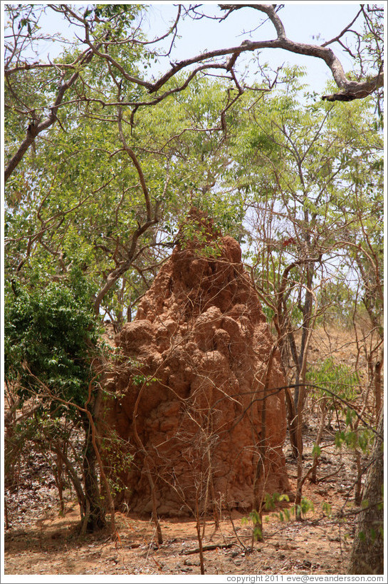 Large ant hill.