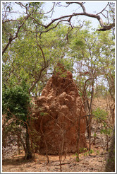 Large ant hill.