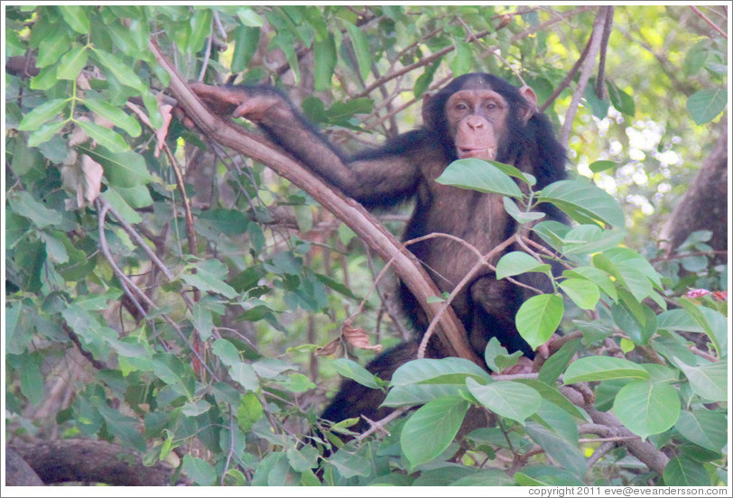 Chimpanzee. Chimpanzee Rehabilitation Project, Baboon Islands.