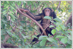 Chimpanzee. Chimpanzee Rehabilitation Project, Baboon Islands.