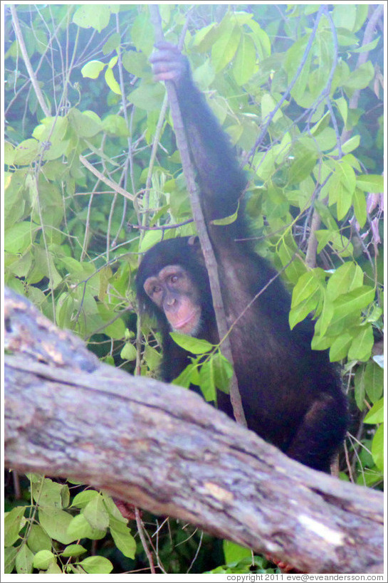 Chimpanzee. Chimpanzee Rehabilitation Project, Baboon Islands.