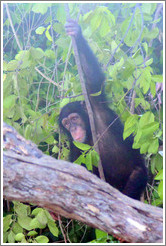 Chimpanzee. Chimpanzee Rehabilitation Project, Baboon Islands.