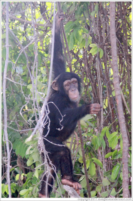 Chimpanzee. Chimpanzee Rehabilitation Project, Baboon Islands.