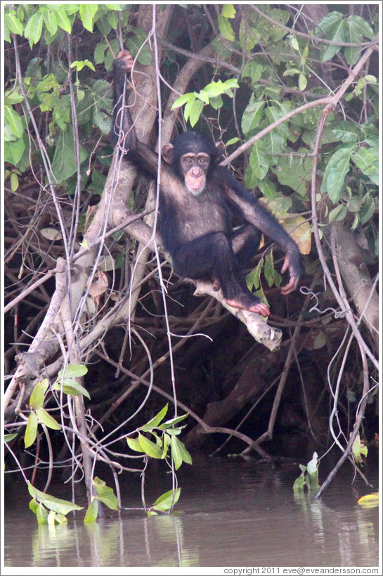 Chimpanzee. Chimpanzee Rehabilitation Project, Baboon Islands.