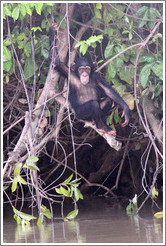 Chimpanzee. Chimpanzee Rehabilitation Project, Baboon Islands.