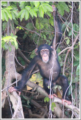 Chimpanzee. Chimpanzee Rehabilitation Project, Baboon Islands.