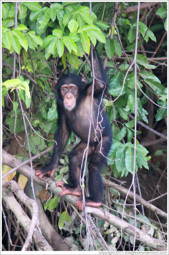 Chimpanzee. Chimpanzee Rehabilitation Project, Baboon Islands.