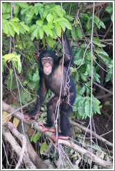 Chimpanzee. Chimpanzee Rehabilitation Project, Baboon Islands.