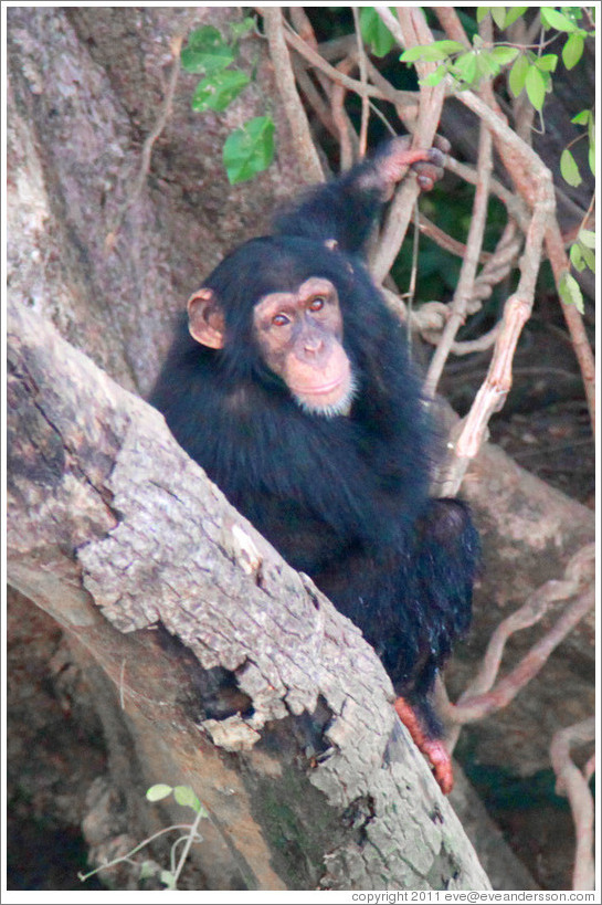 Chimpanzee. Chimpanzee Rehabilitation Project, Baboon Islands.