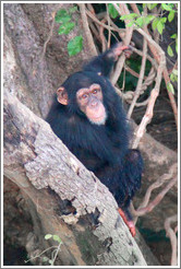 Chimpanzee. Chimpanzee Rehabilitation Project, Baboon Islands.