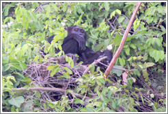 Chimpanzee. Chimpanzee Rehabilitation Project, Baboon Islands.