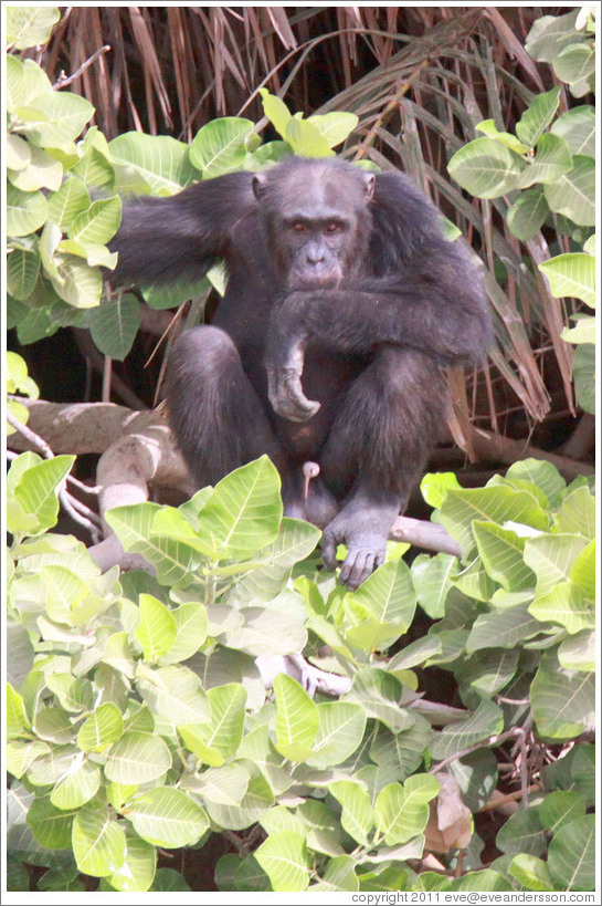 Chimpanzee. Chimpanzee Rehabilitation Project, Baboon Islands.