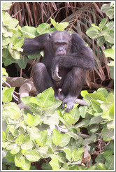 Chimpanzee. Chimpanzee Rehabilitation Project, Baboon Islands.