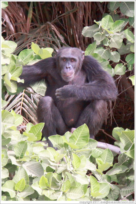 Chimpanzee. Chimpanzee Rehabilitation Project, Baboon Islands.