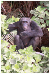 Chimpanzee. Chimpanzee Rehabilitation Project, Baboon Islands.