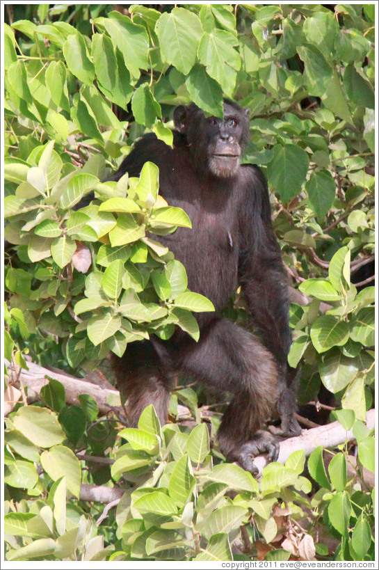 Chimpanzee. Chimpanzee Rehabilitation Project, Baboon Islands.