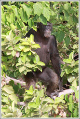 Chimpanzee. Chimpanzee Rehabilitation Project, Baboon Islands.