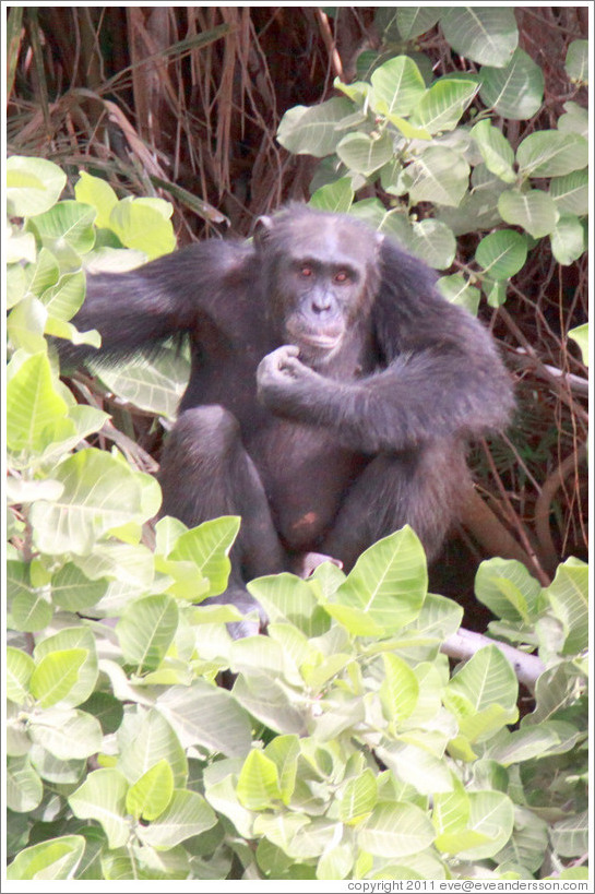 Chimpanzee. Chimpanzee Rehabilitation Project, Baboon Islands.