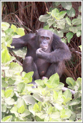 Chimpanzee. Chimpanzee Rehabilitation Project, Baboon Islands.