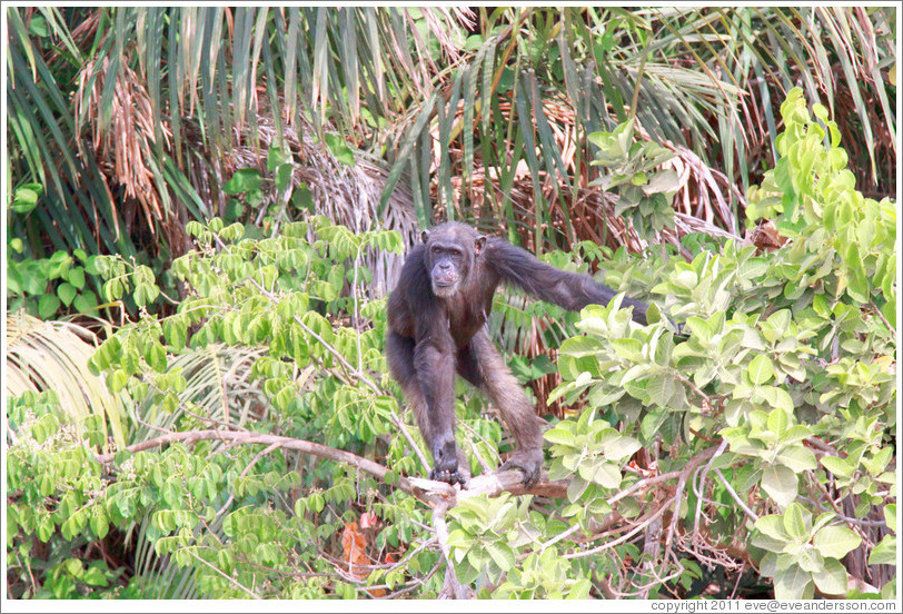 Chimpanzee. Chimpanzee Rehabilitation Project, Baboon Islands.