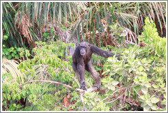 Chimpanzee. Chimpanzee Rehabilitation Project, Baboon Islands.