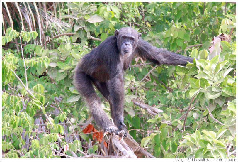 Chimpanzee. Chimpanzee Rehabilitation Project, Baboon Islands.