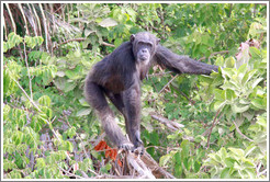 Chimpanzee. Chimpanzee Rehabilitation Project, Baboon Islands.