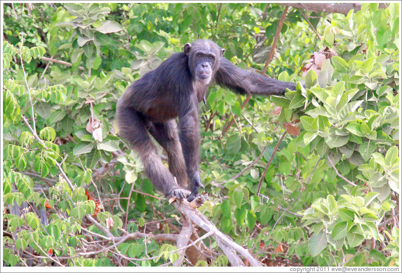 Chimpanzee. Chimpanzee Rehabilitation Project, Baboon Islands.