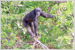 Chimpanzee. Chimpanzee Rehabilitation Project, Baboon Islands.