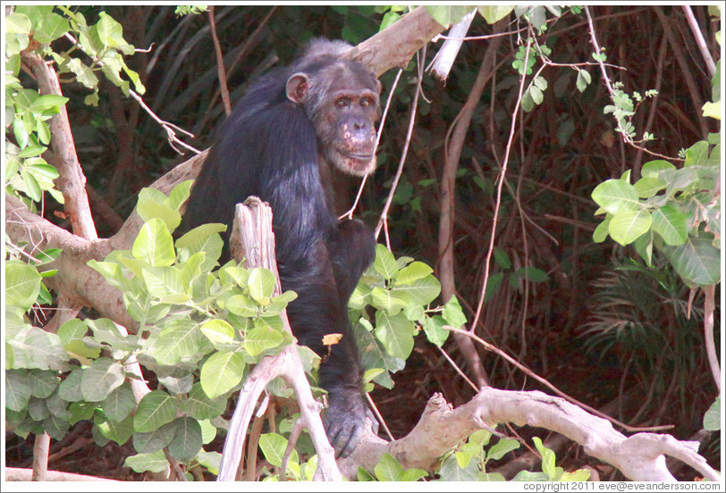 Chimpanzee. Chimpanzee Rehabilitation Project, Baboon Islands.