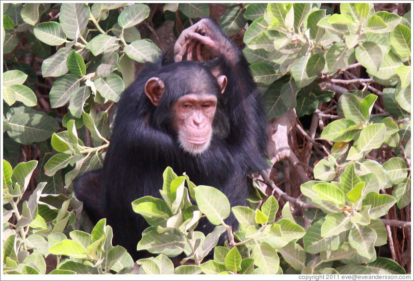 Chimpanzee. Chimpanzee Rehabilitation Project, Baboon Islands.