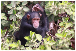 Chimpanzee. Chimpanzee Rehabilitation Project, Baboon Islands.