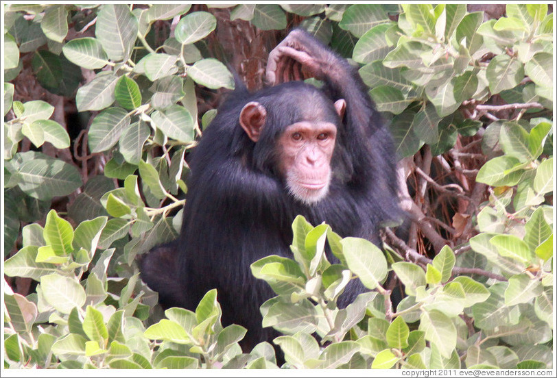 Chimpanzee. Chimpanzee Rehabilitation Project, Baboon Islands.