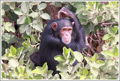 Chimpanzee. Chimpanzee Rehabilitation Project, Baboon Islands.