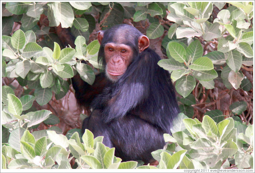 Chimpanzee. Chimpanzee Rehabilitation Project, Baboon Islands.