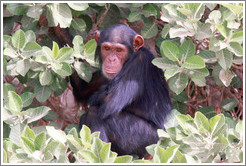 Chimpanzee. Chimpanzee Rehabilitation Project, Baboon Islands.