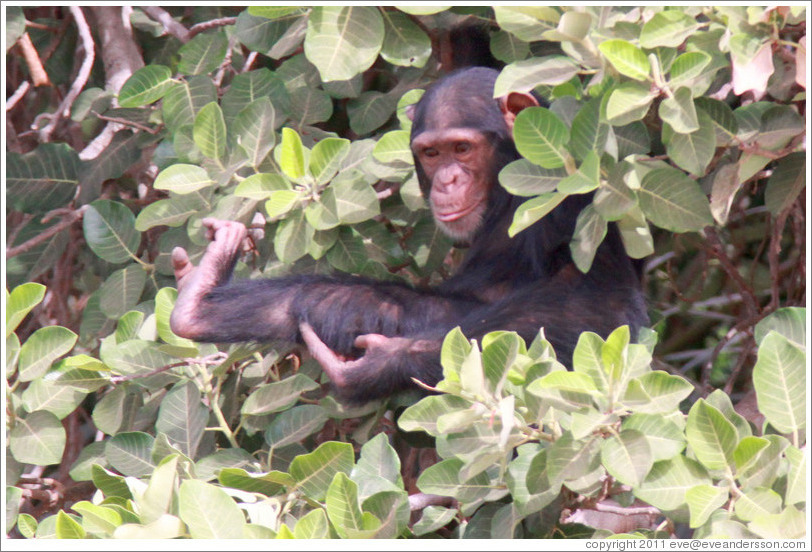 Chimpanzee. Chimpanzee Rehabilitation Project, Baboon Islands.