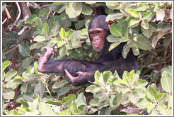 Chimpanzee. Chimpanzee Rehabilitation Project, Baboon Islands.