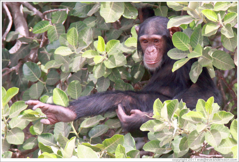 Chimpanzee. Chimpanzee Rehabilitation Project, Baboon Islands.