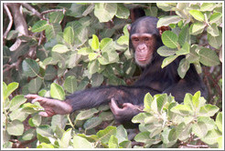 Chimpanzee. Chimpanzee Rehabilitation Project, Baboon Islands.