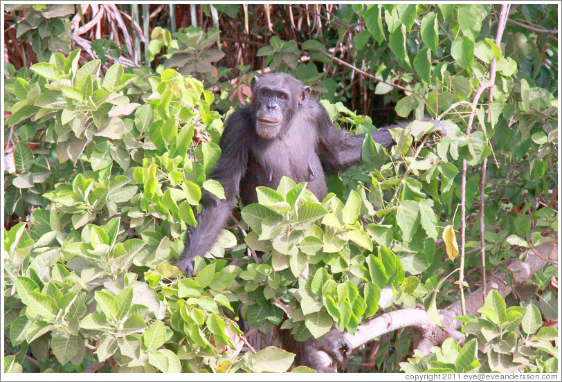 Chimpanzee. Chimpanzee Rehabilitation Project, Baboon Islands.