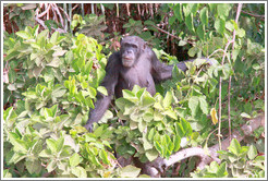 Chimpanzee. Chimpanzee Rehabilitation Project, Baboon Islands.