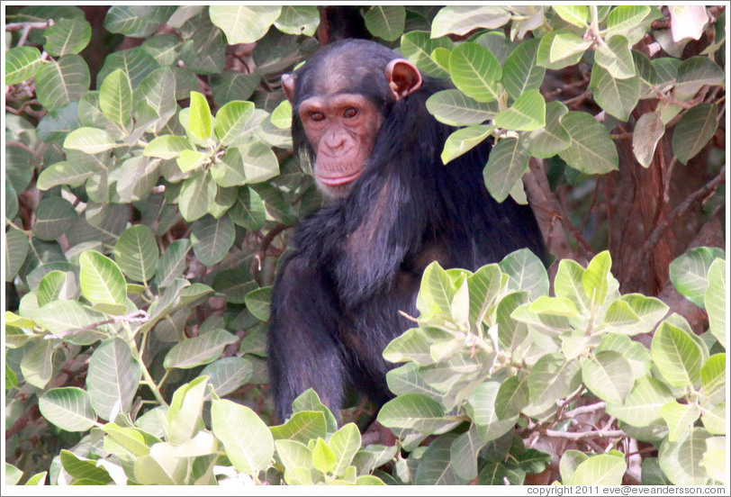 Chimpanzee. Chimpanzee Rehabilitation Project, Baboon Islands.