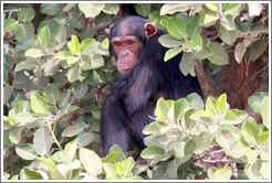 Chimpanzee. Chimpanzee Rehabilitation Project, Baboon Islands.