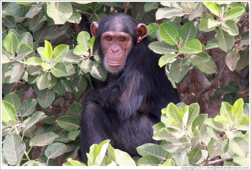 Chimpanzee. Chimpanzee Rehabilitation Project, Baboon Islands.