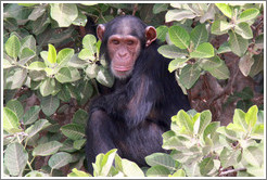 Chimpanzee. Chimpanzee Rehabilitation Project, Baboon Islands.